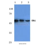 Anti-Elk1 (H377) Antibody from Bioworld Technology (BS1105) - Antibodies.com