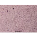 Anti-Elk1 (H377) Antibody from Bioworld Technology (BS1105) - Antibodies.com