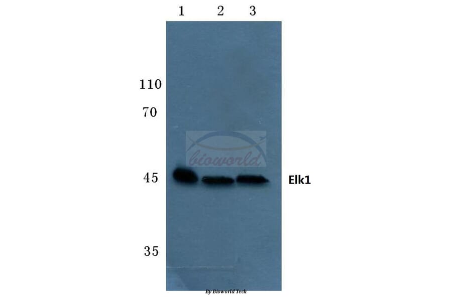Anti-Elk1 (S383) Antibody from Bioworld Technology (BS1106) - Antibodies.com
