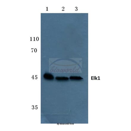 Anti-Elk1 (S383) Antibody from Bioworld Technology (BS1106) - Antibodies.com