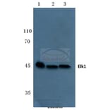 Anti-Elk1 (S383) Antibody from Bioworld Technology (BS1106) - Antibodies.com