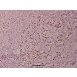 Anti-Elk1 (S383) Antibody from Bioworld Technology (BS1106) - Antibodies.com