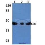 Anti-Elk1 (S411) Antibody from Bioworld Technology (BS1107) - Antibodies.com