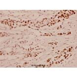Anti-Elk1 (S411) Antibody from Bioworld Technology (BS1107) - Antibodies.com