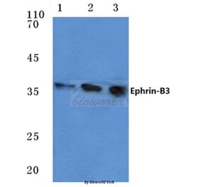 Anti-Ephrin-B3 (W251) Antibody from Bioworld Technology (BS1110) - Antibodies.com