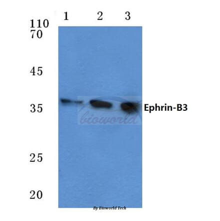 Anti-Ephrin-B3 (W251) Antibody from Bioworld Technology (BS1110) - Antibodies.com