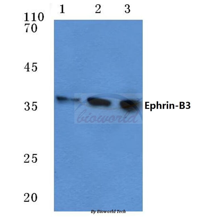 Anti-Ephrin-B3 (W251) Antibody from Bioworld Technology (BS1110) - Antibodies.com