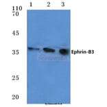 Anti-Ephrin-B3 (W251) Antibody from Bioworld Technology (BS1110) - Antibodies.com