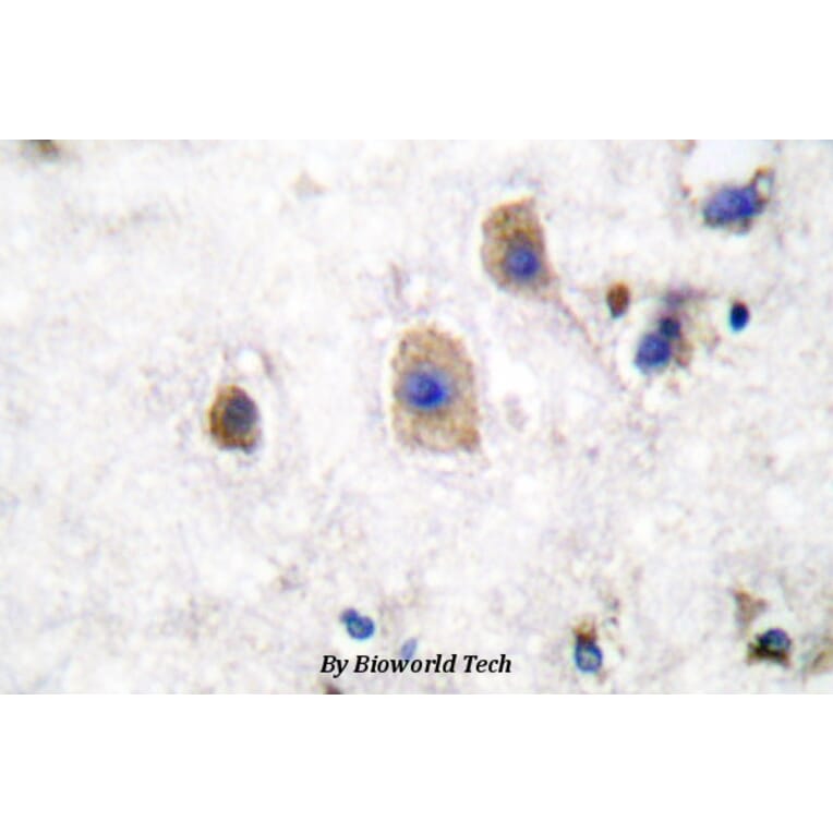 Anti-Ephrin-B3 (W251) Antibody from Bioworld Technology (BS1110) - Antibodies.com