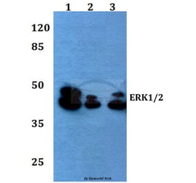 Anti-ERK1/2 (L352) Antibody from Bioworld Technology (BS1112) - Antibodies.com