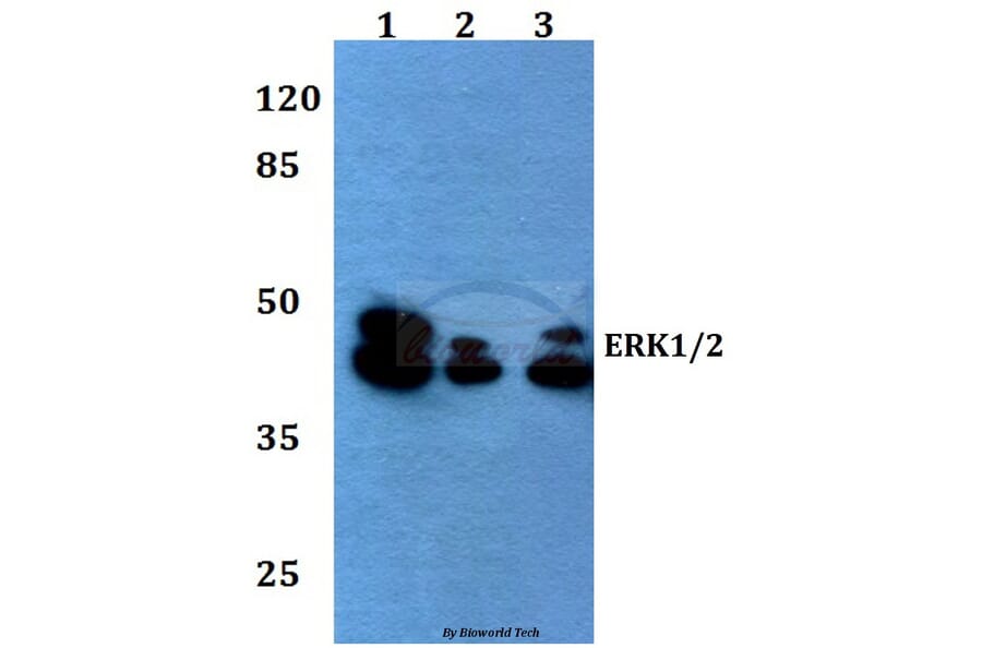 Anti-ERK1/2 (L352) Antibody from Bioworld Technology (BS1112) - Antibodies.com