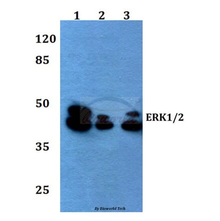 Anti-ERK1/2 (L352) Antibody from Bioworld Technology (BS1112) - Antibodies.com