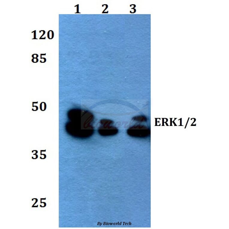 Anti-ERK1/2 (L352) Antibody from Bioworld Technology (BS1112) - Antibodies.com