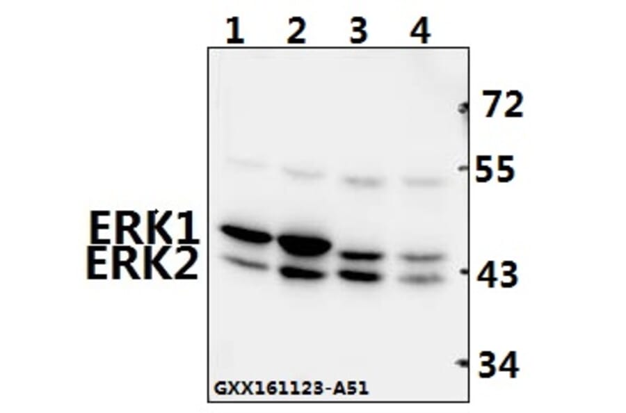 Anti-ERK1/2 (L352) Antibody from Bioworld Technology (BS1112) - Antibodies.com