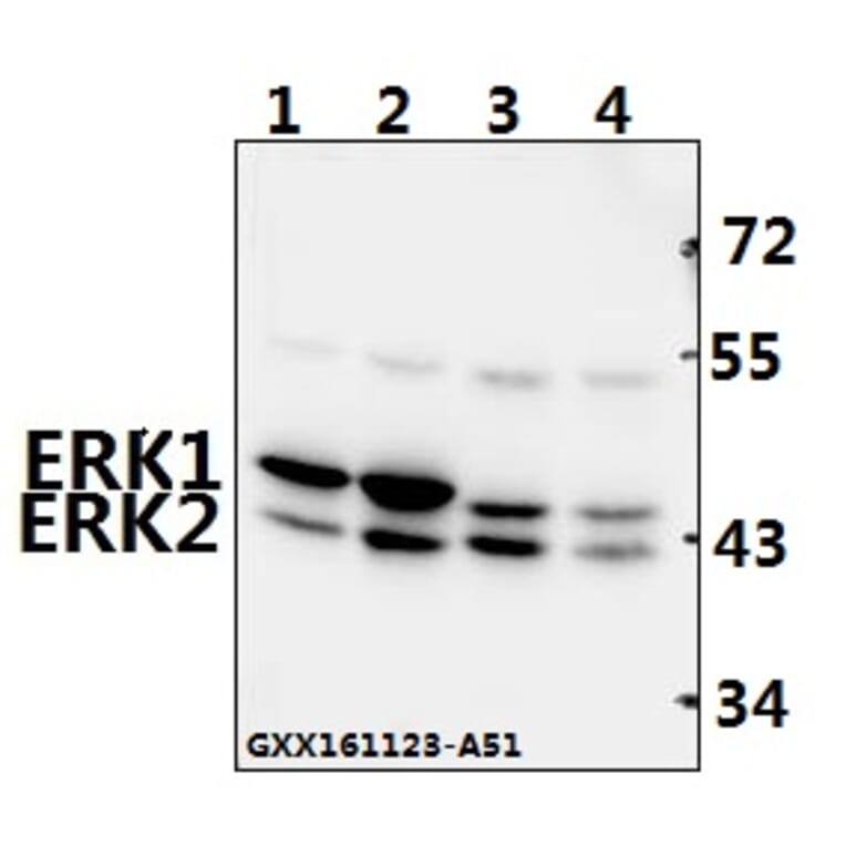 Anti-ERK1/2 (L352) Antibody from Bioworld Technology (BS1112) - Antibodies.com
