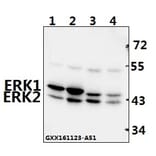 Anti-ERK1/2 (L352) Antibody from Bioworld Technology (BS1112) - Antibodies.com