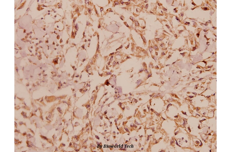 Anti-ERK1/2 (L352) Antibody from Bioworld Technology (BS1112) - Antibodies.com