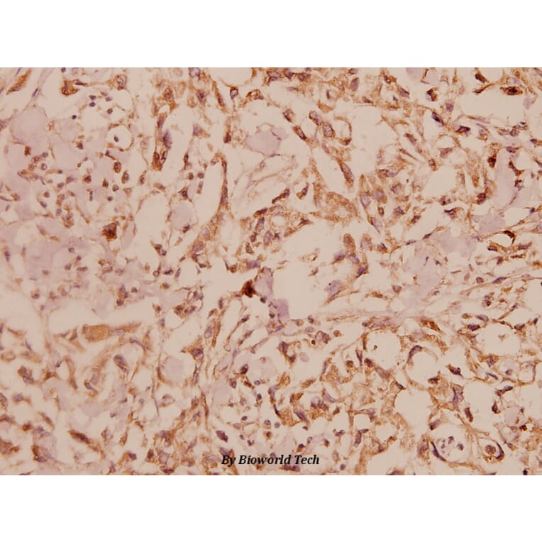 Anti-ERK1/2 (L352) Antibody from Bioworld Technology (BS1112) - Antibodies.com