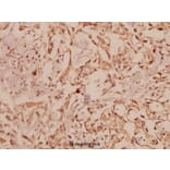 Anti-ERK1/2 (L352) Antibody from Bioworld Technology (BS1112) - Antibodies.com
