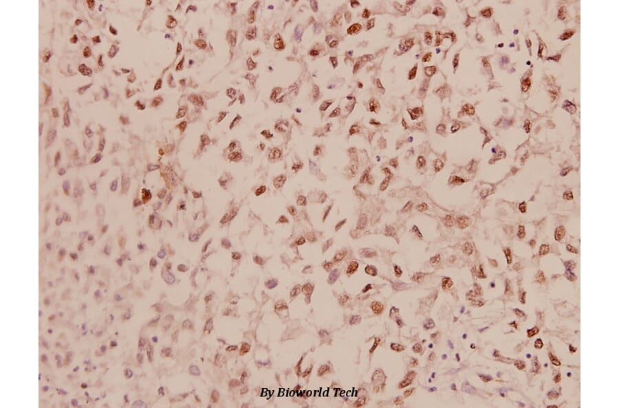 Anti-ERα (L100) Antibody from Bioworld Technology (BS1114) - Antibodies.com