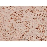 Anti-ERα (H112) Antibody from Bioworld Technology (BS1115) - Antibodies.com