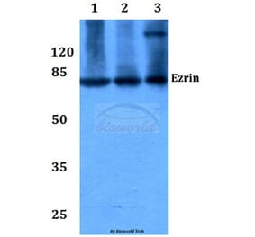 Anti-Ezrin (S539) Antibody from Bioworld Technology (BS1117) - Antibodies.com