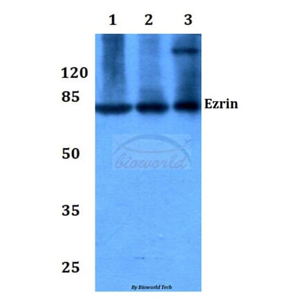 Anti-Ezrin (S539) Antibody from Bioworld Technology (BS1117) - Antibodies.com