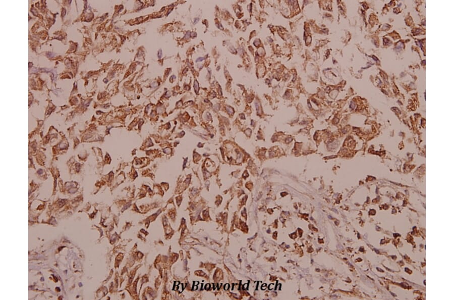Anti-Ezrin (S539) Antibody from Bioworld Technology (BS1117) - Antibodies.com
