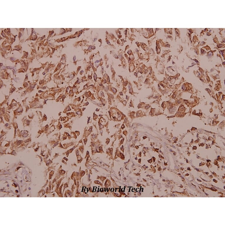 Anti-Ezrin (S539) Antibody from Bioworld Technology (BS1117) - Antibodies.com