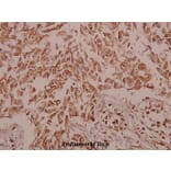 Anti-Ezrin (S539) Antibody from Bioworld Technology (BS1117) - Antibodies.com