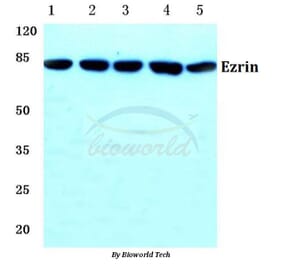 Anti-Ezrin (M347) Antibody from Bioworld Technology (BS1118) - Antibodies.com