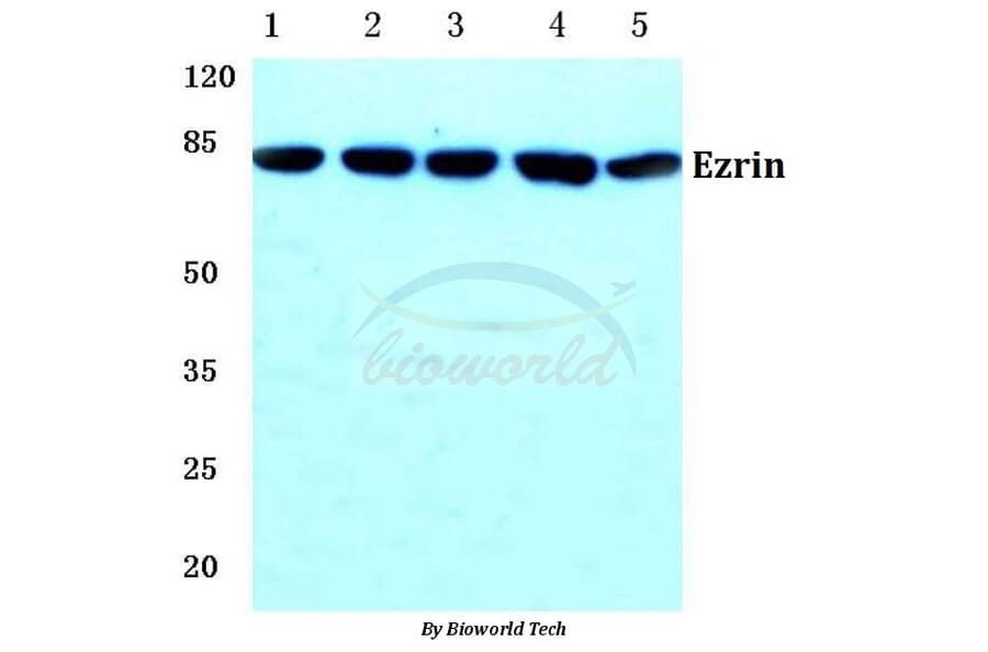 Anti-Ezrin (M347) Antibody from Bioworld Technology (BS1118) - Antibodies.com