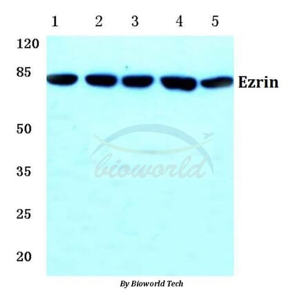 Anti-Ezrin (M347) Antibody from Bioworld Technology (BS1118) - Antibodies.com
