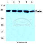 Anti-Ezrin (M347) Antibody from Bioworld Technology (BS1118) - Antibodies.com