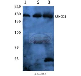 Anti-FANCD2 (P216) Antibody from Bioworld Technology (BS1120) - Antibodies.com
