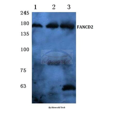 Anti-FANCD2 (P216) Antibody from Bioworld Technology (BS1120) - Antibodies.com