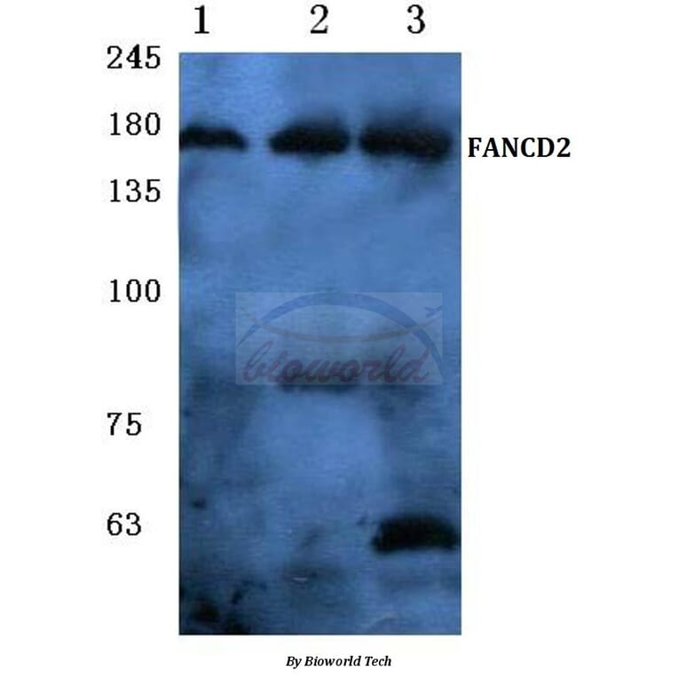Anti-FANCD2 (P216) Antibody from Bioworld Technology (BS1120) - Antibodies.com