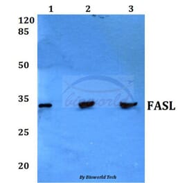 Anti-FasL (P137) Antibody from Bioworld Technology (BS1122) - Antibodies.com
