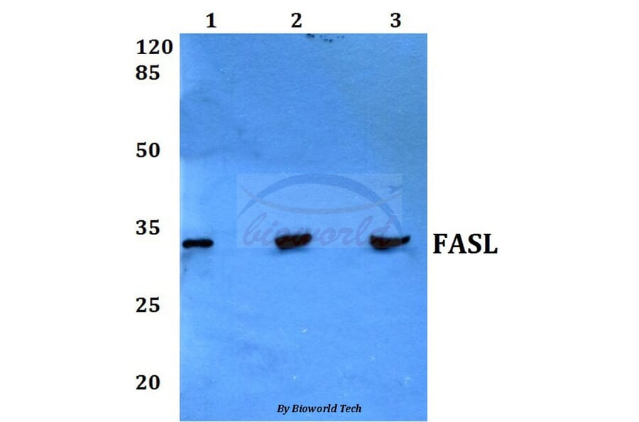 Anti-FasL (P137) Antibody from Bioworld Technology (BS1122) - Antibodies.com
