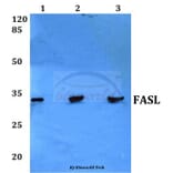 Anti-FasL (P137) Antibody from Bioworld Technology (BS1122) - Antibodies.com
