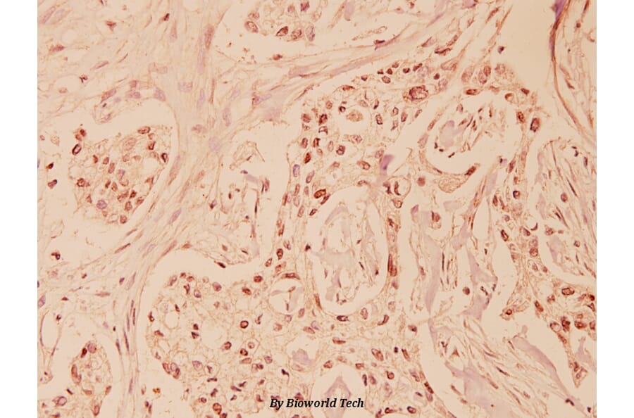 Anti-FasL (P137) Antibody from Bioworld Technology (BS1122) - Antibodies.com