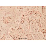 Anti-FasL (P137) Antibody from Bioworld Technology (BS1122) - Antibodies.com