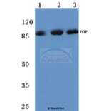 Anti-FGFR1 OP (N371) Antibody from Bioworld Technology (BS1123) - Antibodies.com