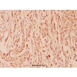 Anti-FGFR1 OP (N371) Antibody from Bioworld Technology (BS1123) - Antibodies.com