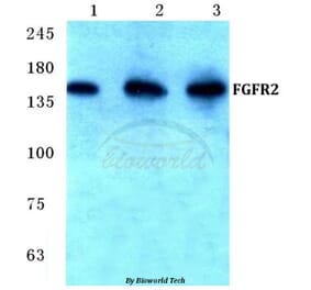 Anti-FGFR2 (V501) Antibody from Bioworld Technology (BS1124) - Antibodies.com