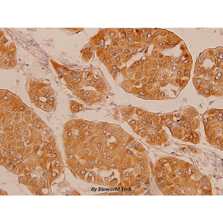Anti-FGFR2 (V501) Antibody from Bioworld Technology (BS1124) - Antibodies.com