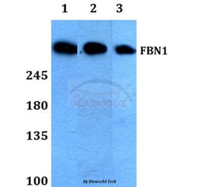 Anti-FBN1 (N2843) Antibody from Bioworld Technology (BS1127) - Antibodies.com