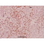 Anti-FBN1 (N2843) Antibody from Bioworld Technology (BS1127) - Antibodies.com