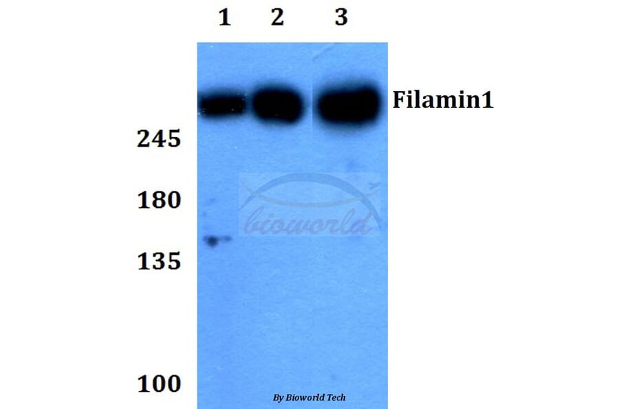 Anti-Filamin 1 (R2146) Antibody from Bioworld Technology (BS1128) - Antibodies.com