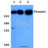 Anti-Filamin 1 (R2146) Antibody from Bioworld Technology (BS1128) - Antibodies.com